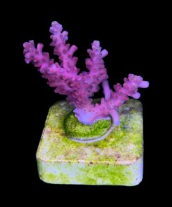 Alternative view of Austera Pink Yellow Tips M