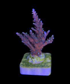 Alternative view of Australian Delicate M