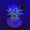 Ora Blue Green G