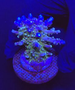Ora Blue Green G