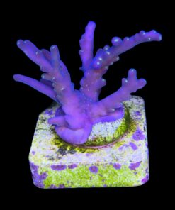 Caroliniana Purple Neon Polyps M