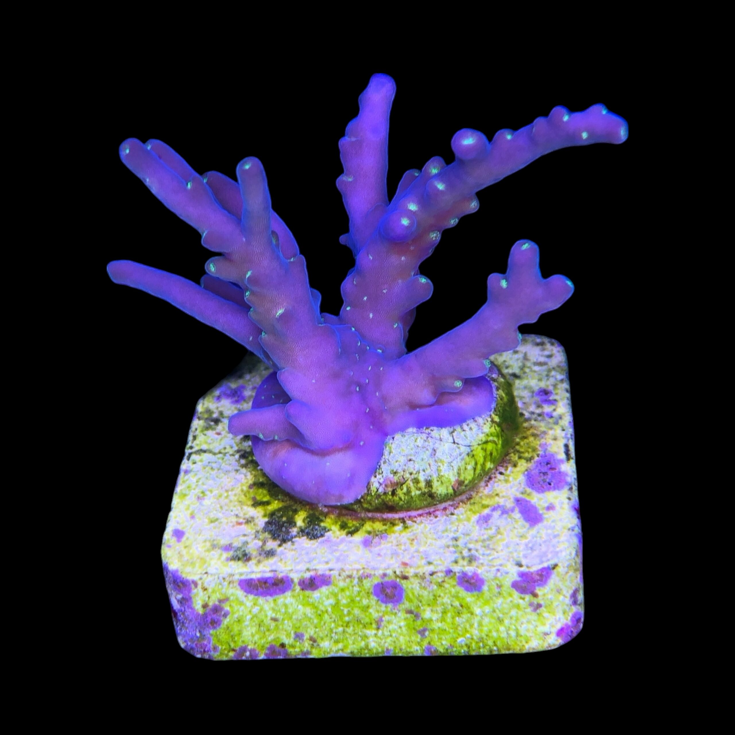 Caroliniana Purple Neon Polyps M