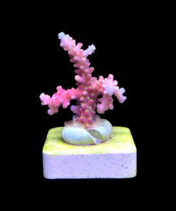 Alternative view of CJ Pink M
