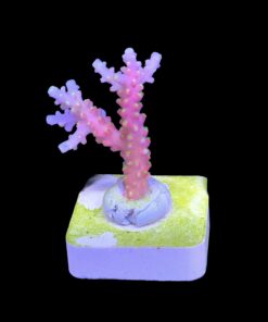 Alternative view of CJ Pink M