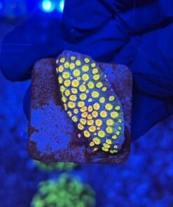 Cyphastrea Bizarra M (NOVIDADE)