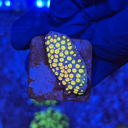 Cyphastrea Bizarra M (NOVIDADE)