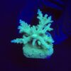 Echinata Green M