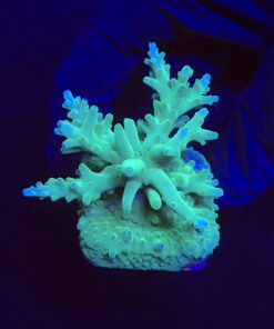 Echinata Green M