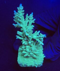 Echinata Green G
