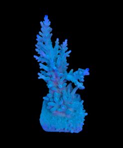 Alternative view of Echinata Green G