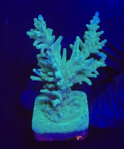 Echinata Green G