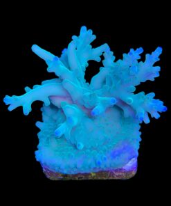 Alternative view of Echinata Green M