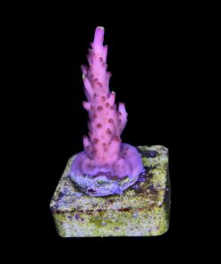 Alternative view of Fox Flame M