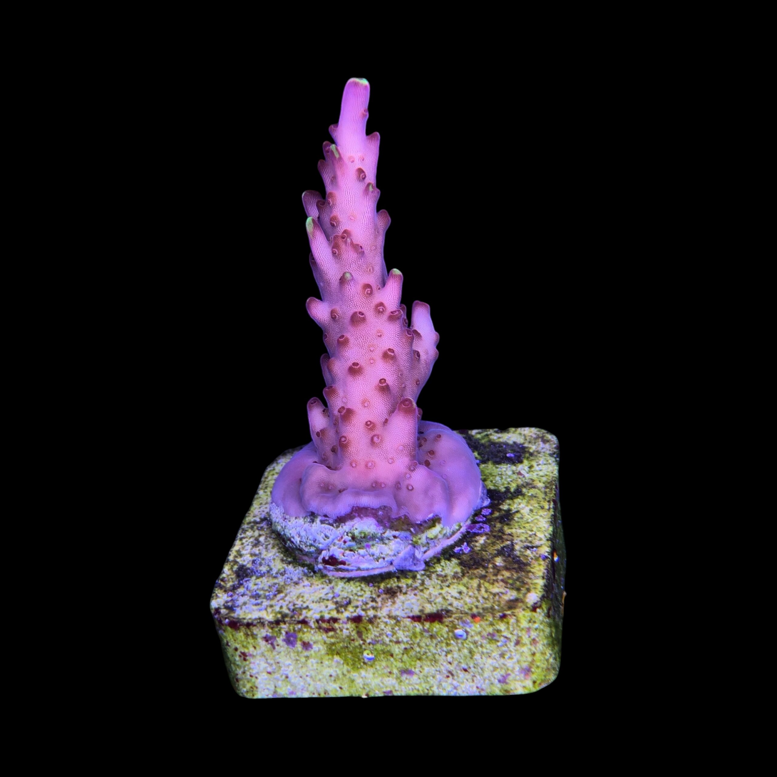 Fox Flame M - Imagem 2
