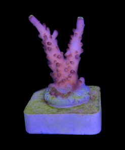 Alternative view of Fox Flame M