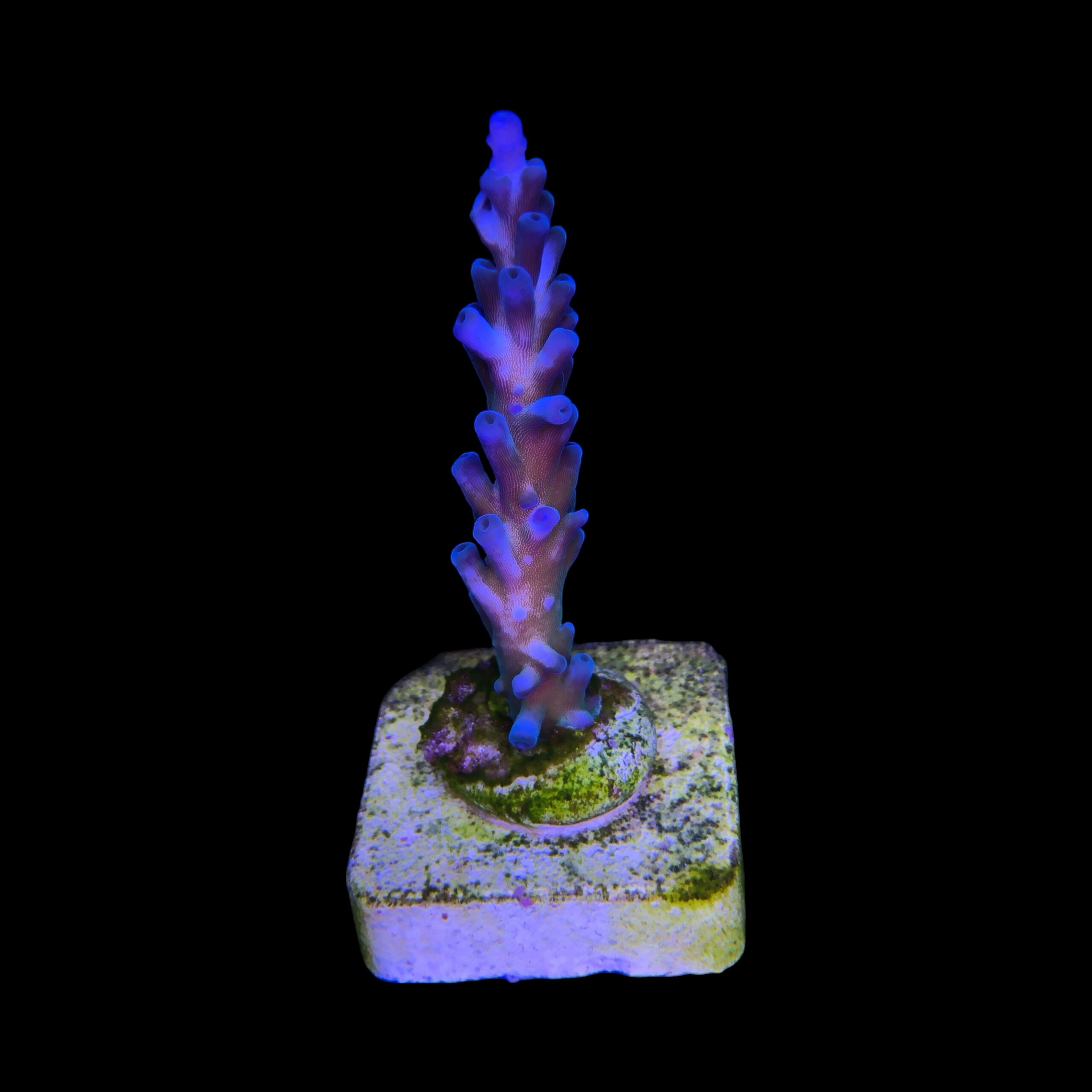 Gomezi Blue M