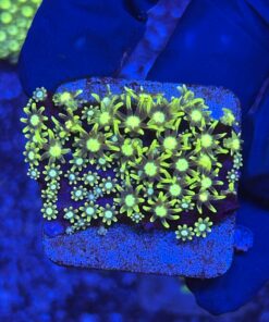 Green Star Polyps Metalico M
