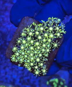 Green Star Polyps Metalico
