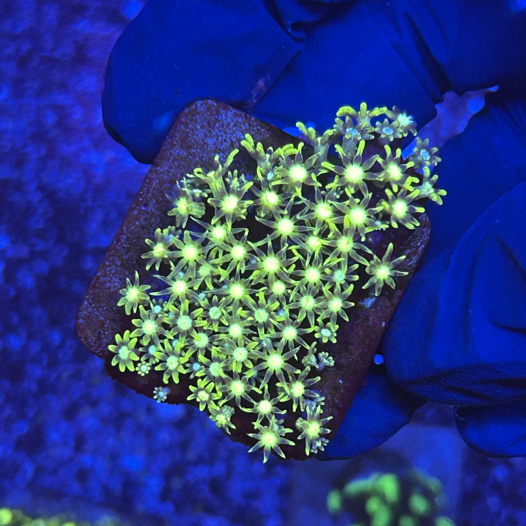 Green Star Polyps Metalico