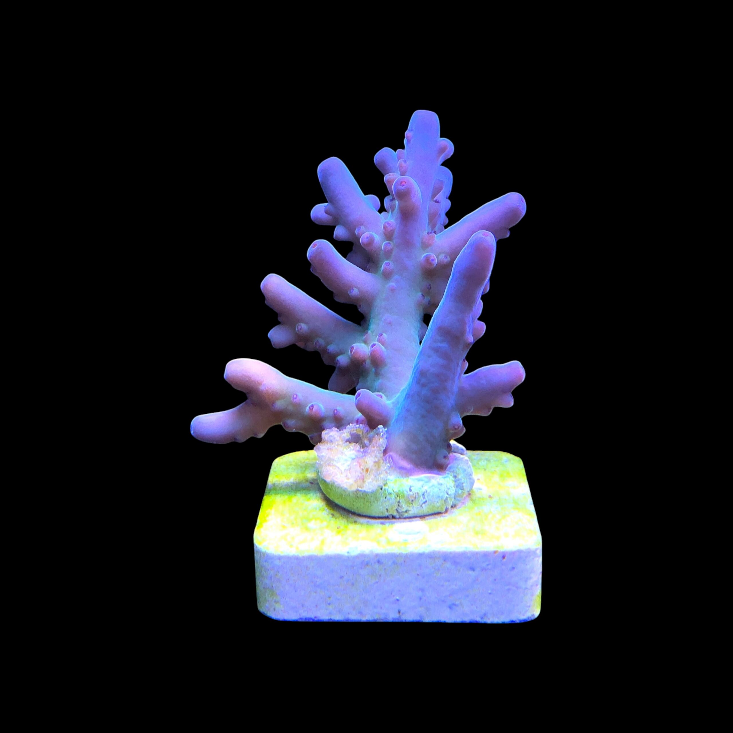 Lokani Purple Monster M