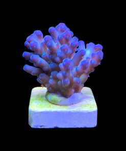 Lorips Blue Tips M