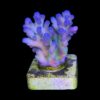 Lorips Blue Tips M