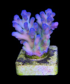 Lorips Blue Tips M