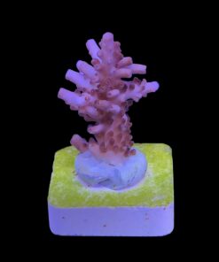 Alternative view of Lorips Pink M