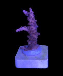 Alternative view of Lorips Pink M