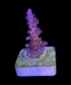 Alternative view of Lorips Pink M