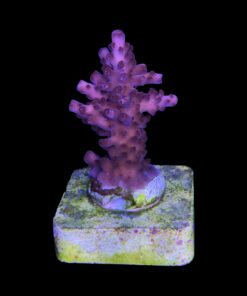 Alternative view of Lorips Pink M