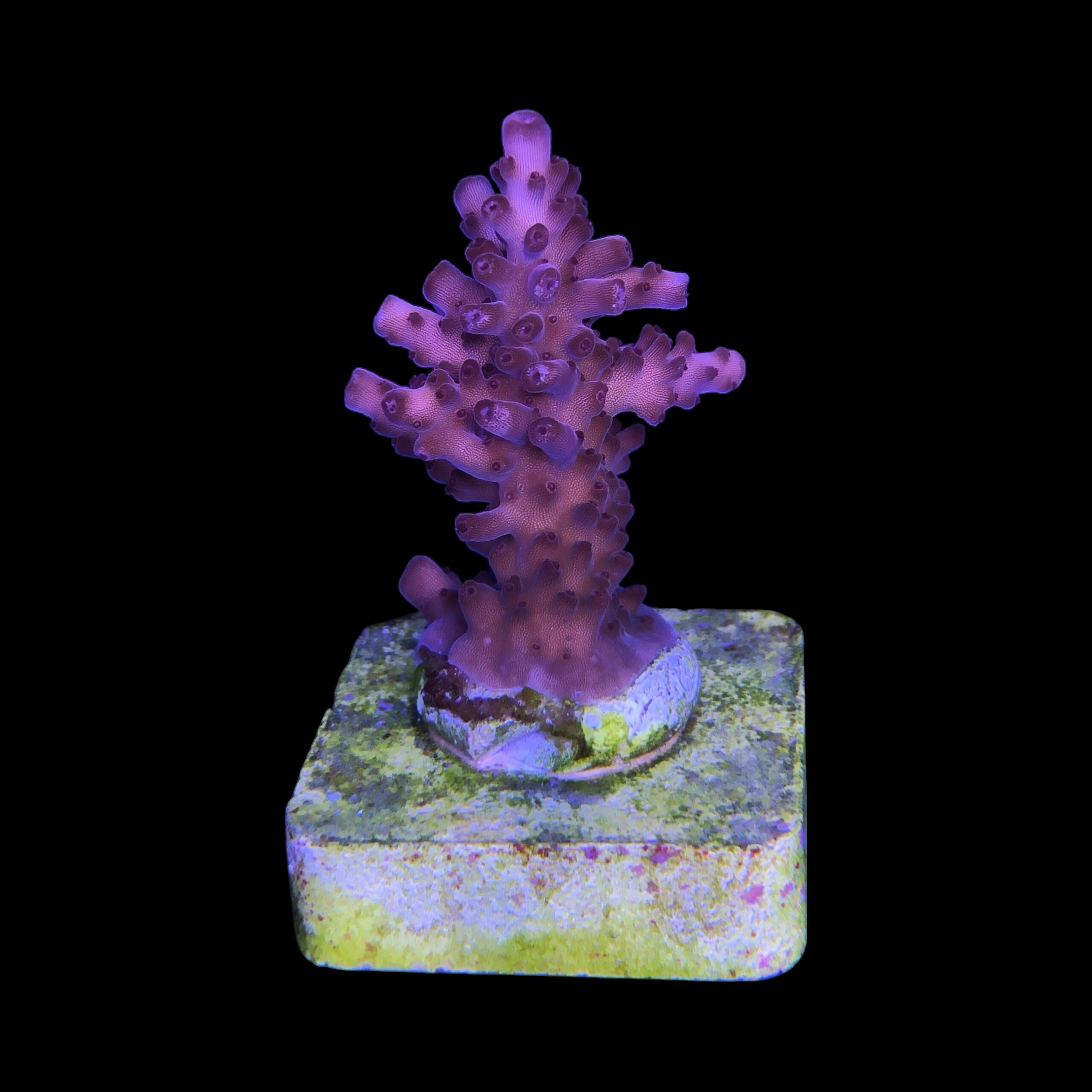 Lorips Pink M - Imagem 2