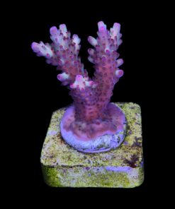 Alternative view of Lorips Strawberry M