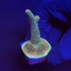 Millepora Blaze M