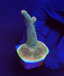 Millepora Blaze M
