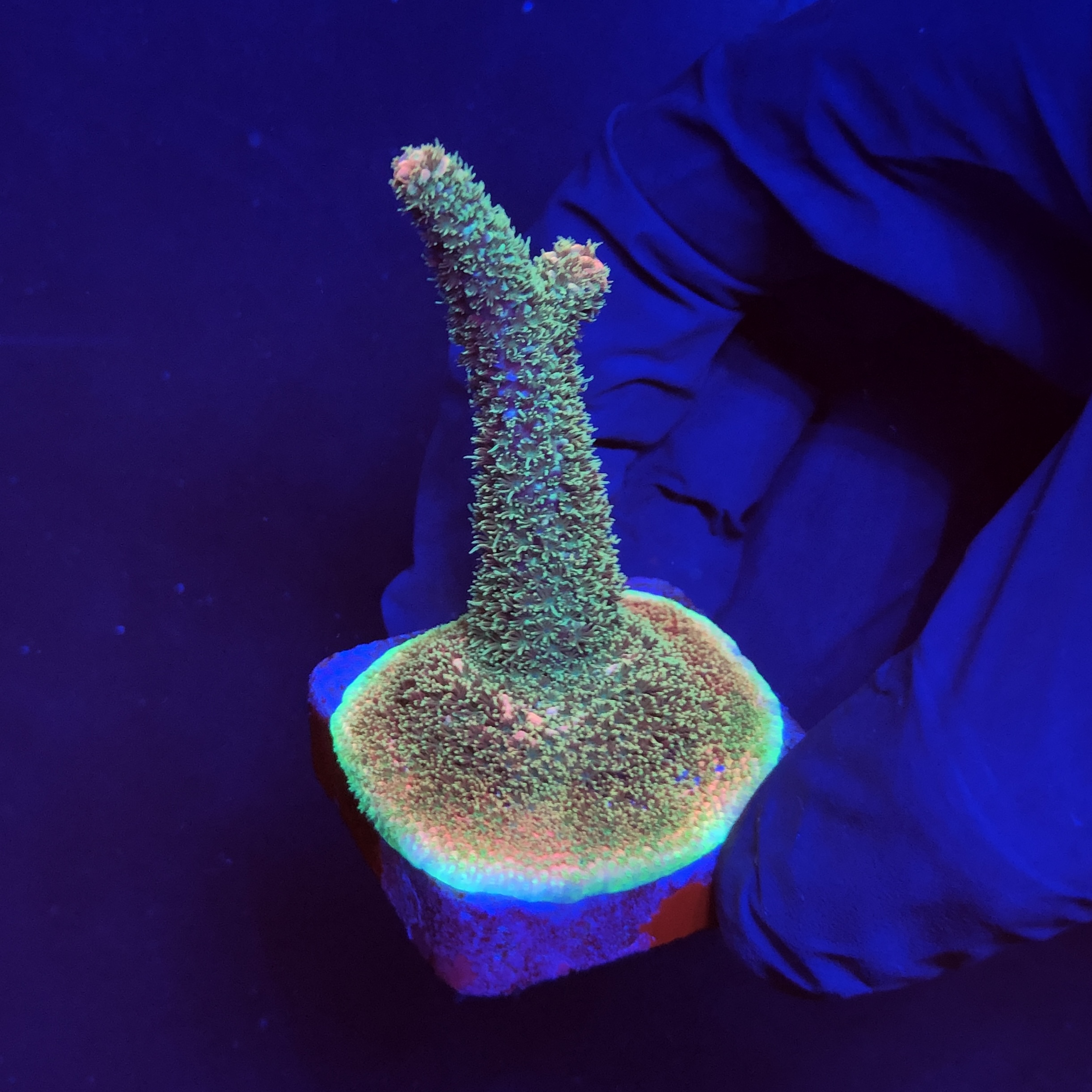 Millepora Blaze M