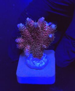 Millepora Dragon Fruit M