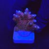 Millepora Dragon Fruit M