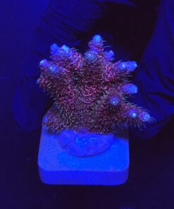 Millepora Dragon Fruit M