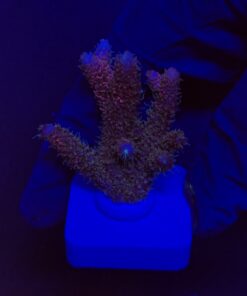 Millepora Dragon Fruit M