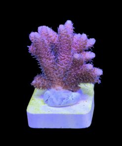 Alternative view of Millepora Dragon Fruit M