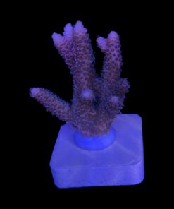 Alternative view of Millepora Dragon Fruit M