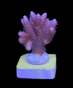 Alternative view of Millepora Dragon Fruit M