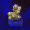 Millepora Gold Nugget M (NOVIDADE)