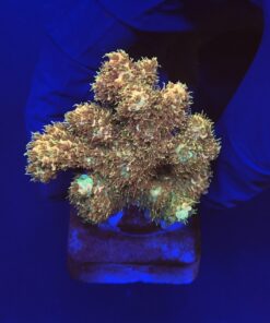 Millepora Gold Nugget M (NOVIDADE)