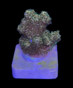 Alternative view of Millepora Gold Nugget M (NOVIDADE)