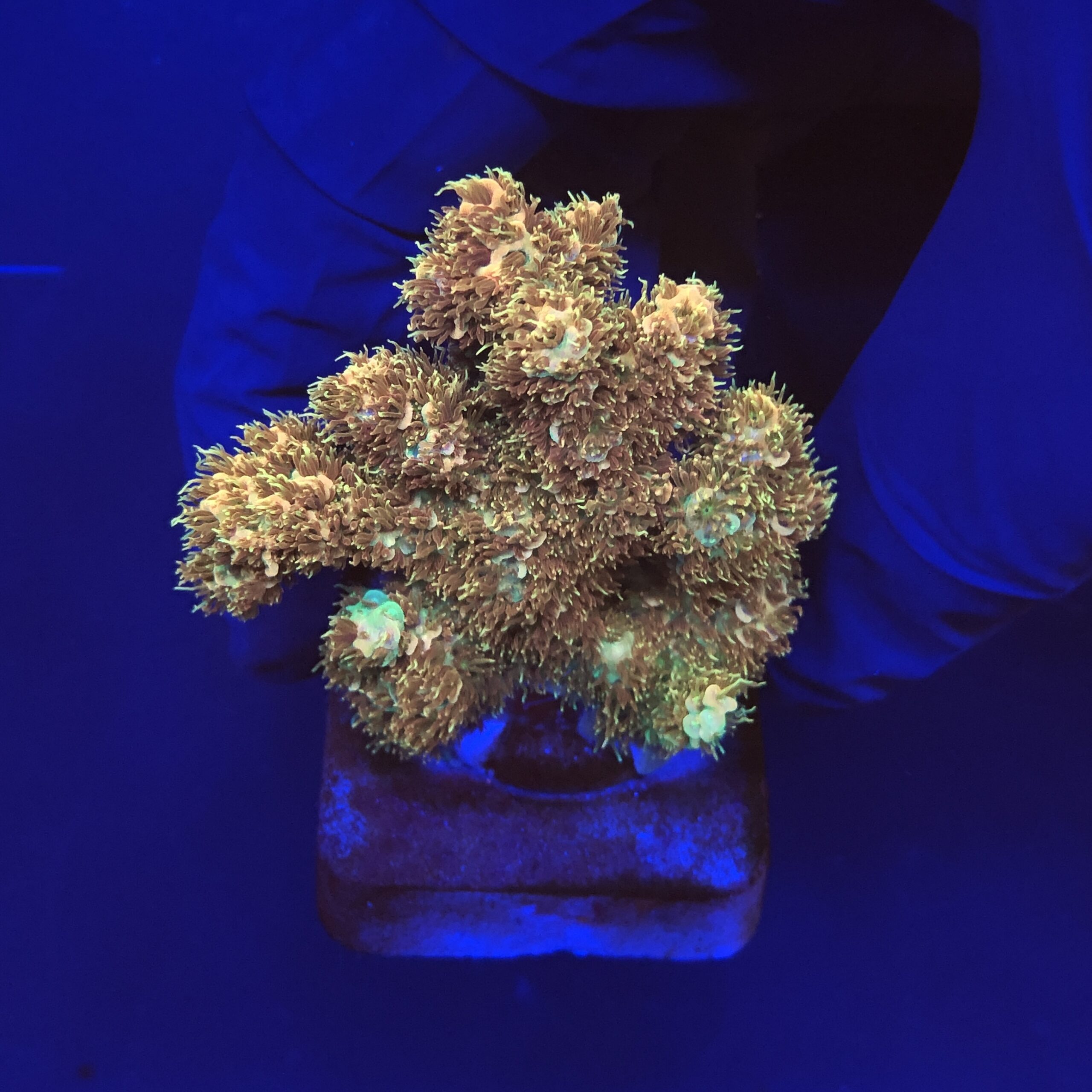Millepora Gold Nugget M (NOVIDADE)
