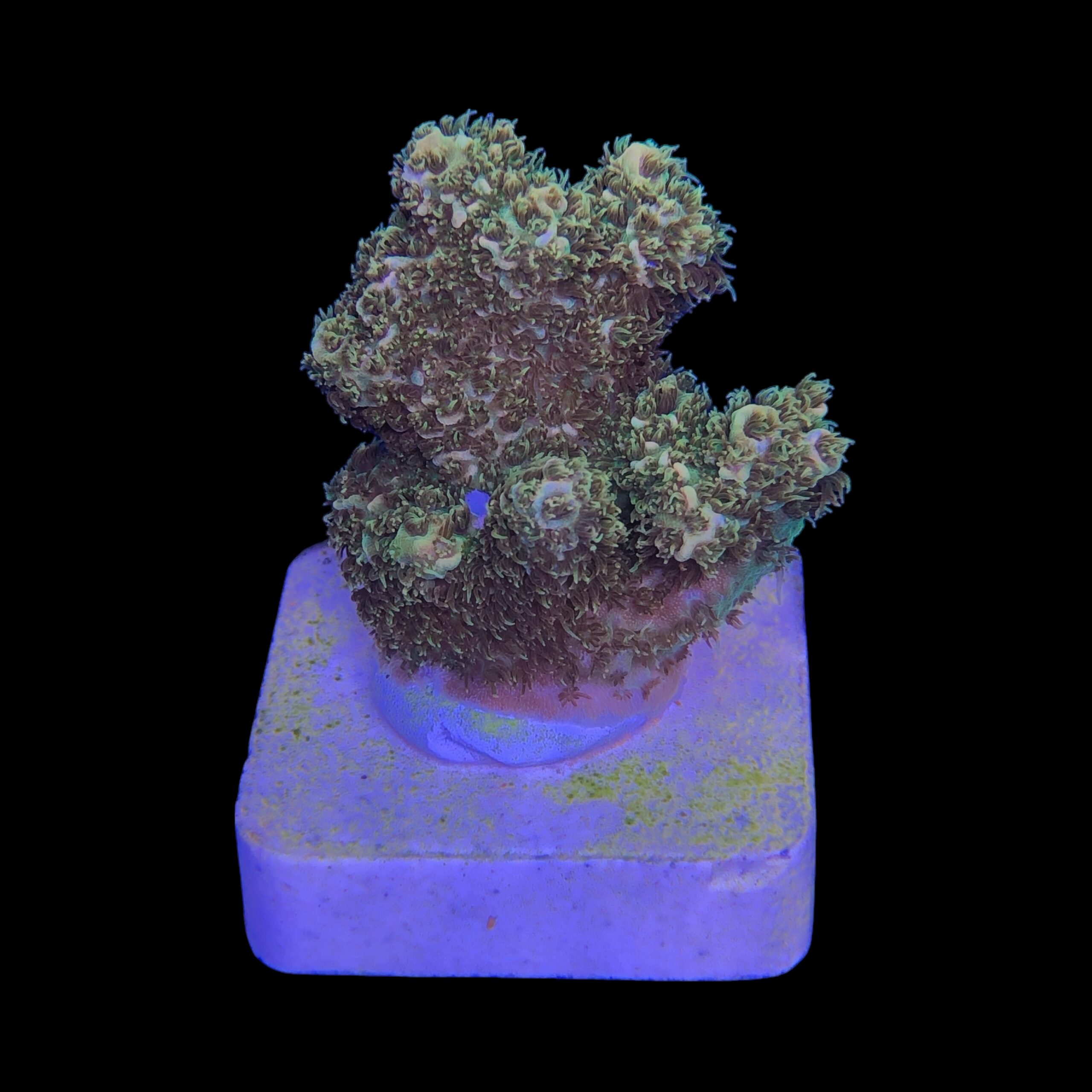 Millepora Gold Nugget M (NOVIDADE) - Imagem 2