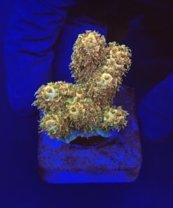 Millepora Gold Nugget M (NOVIDADE)