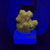 Millepora Gold Nugget M (NOVIDADE)